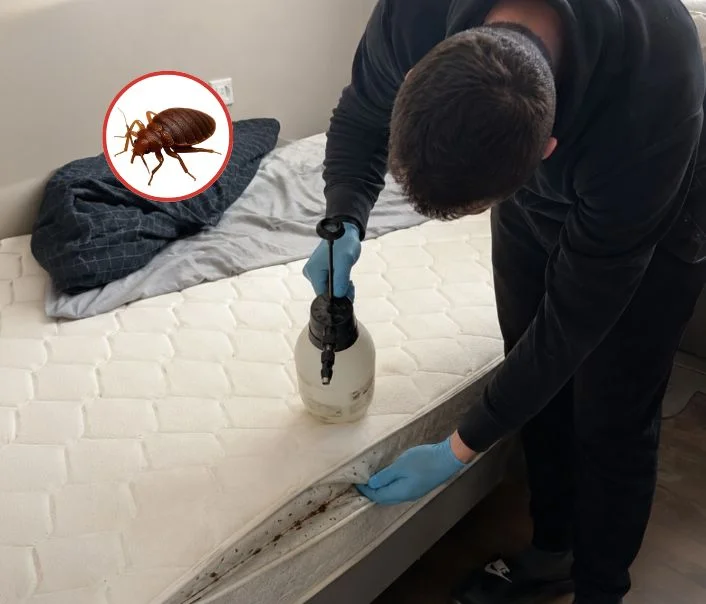 Technicien traitant un matelas contre les punaises de lit à Boissy-l'Aillerie